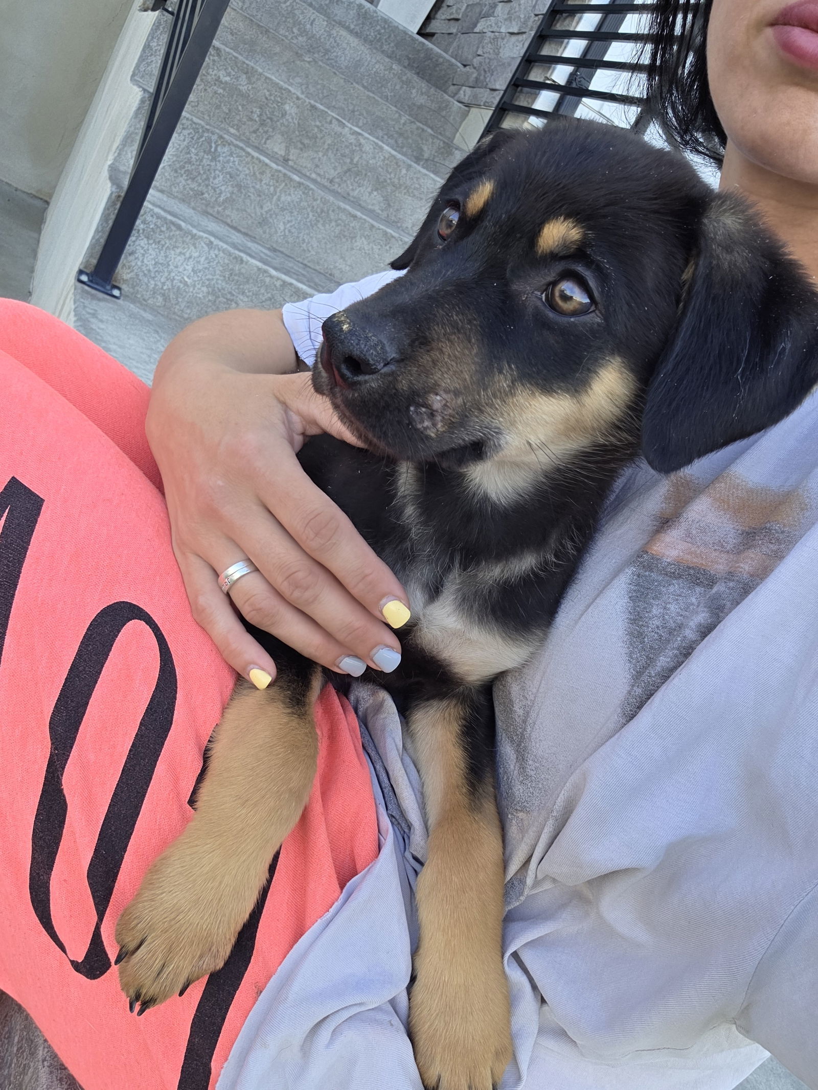 Rotty, an adoptable German Shepherd Dog in Midway, UT, 84049 | Photo Image 3