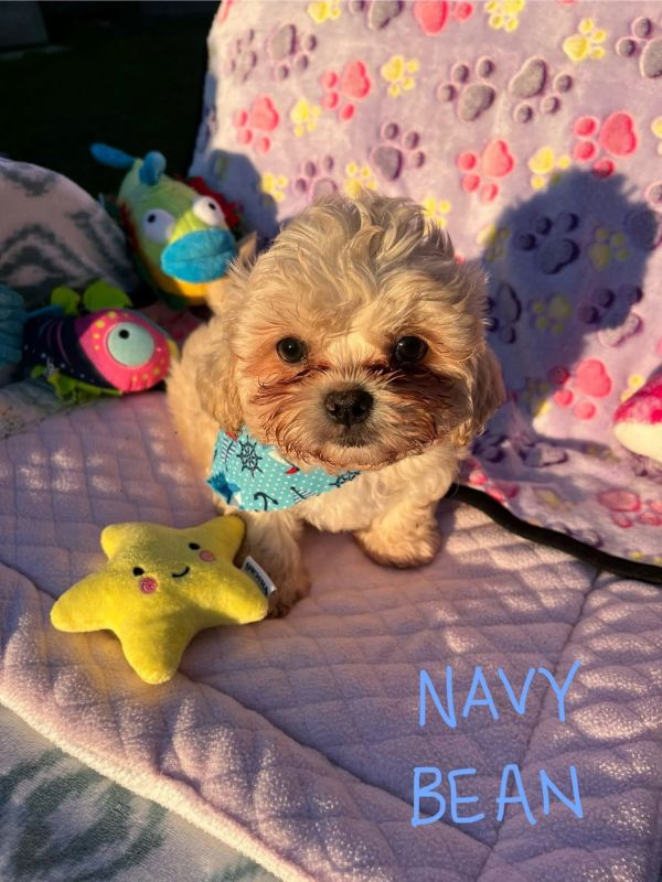 Navy Bean