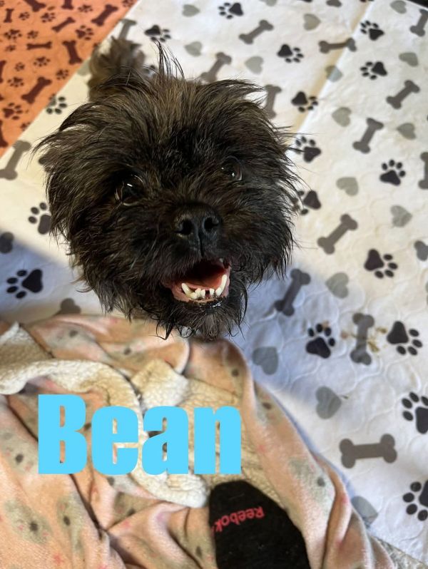 Bean