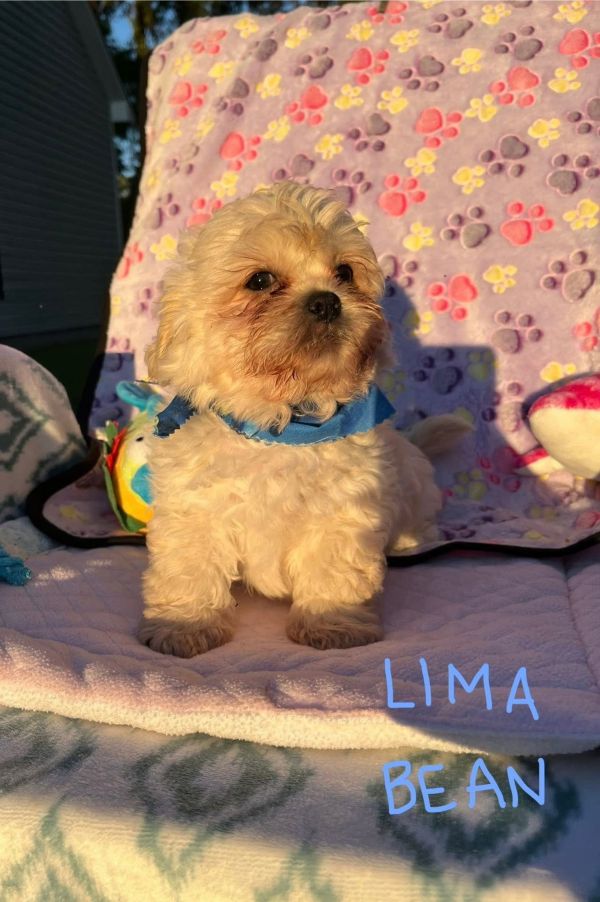 Lima Bean