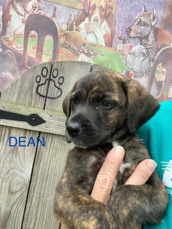 Dean