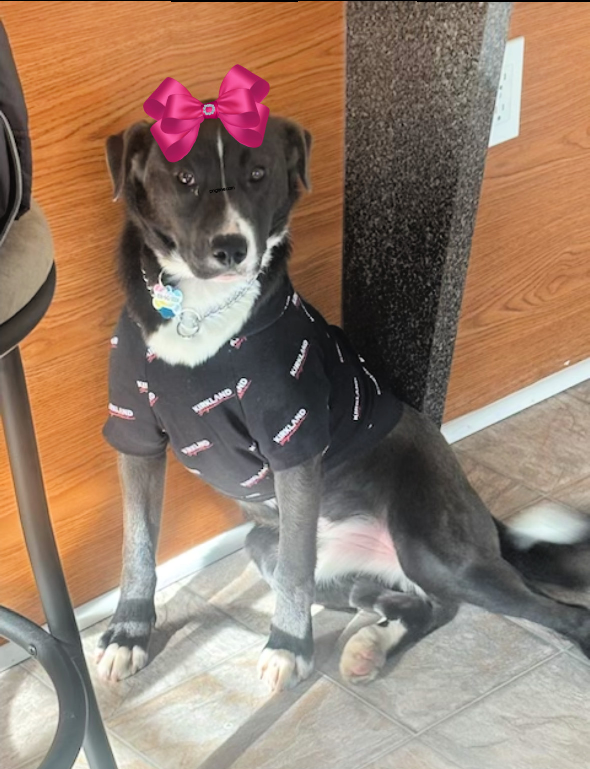 Border Collie, Border Collie