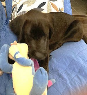 Border Collie, Border Collie