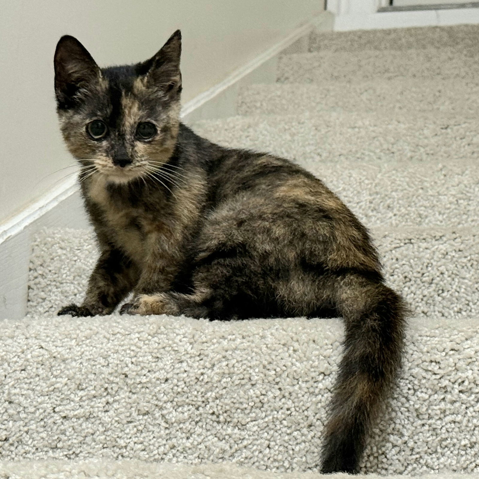 KITTEN ITTY BITTY KITTY