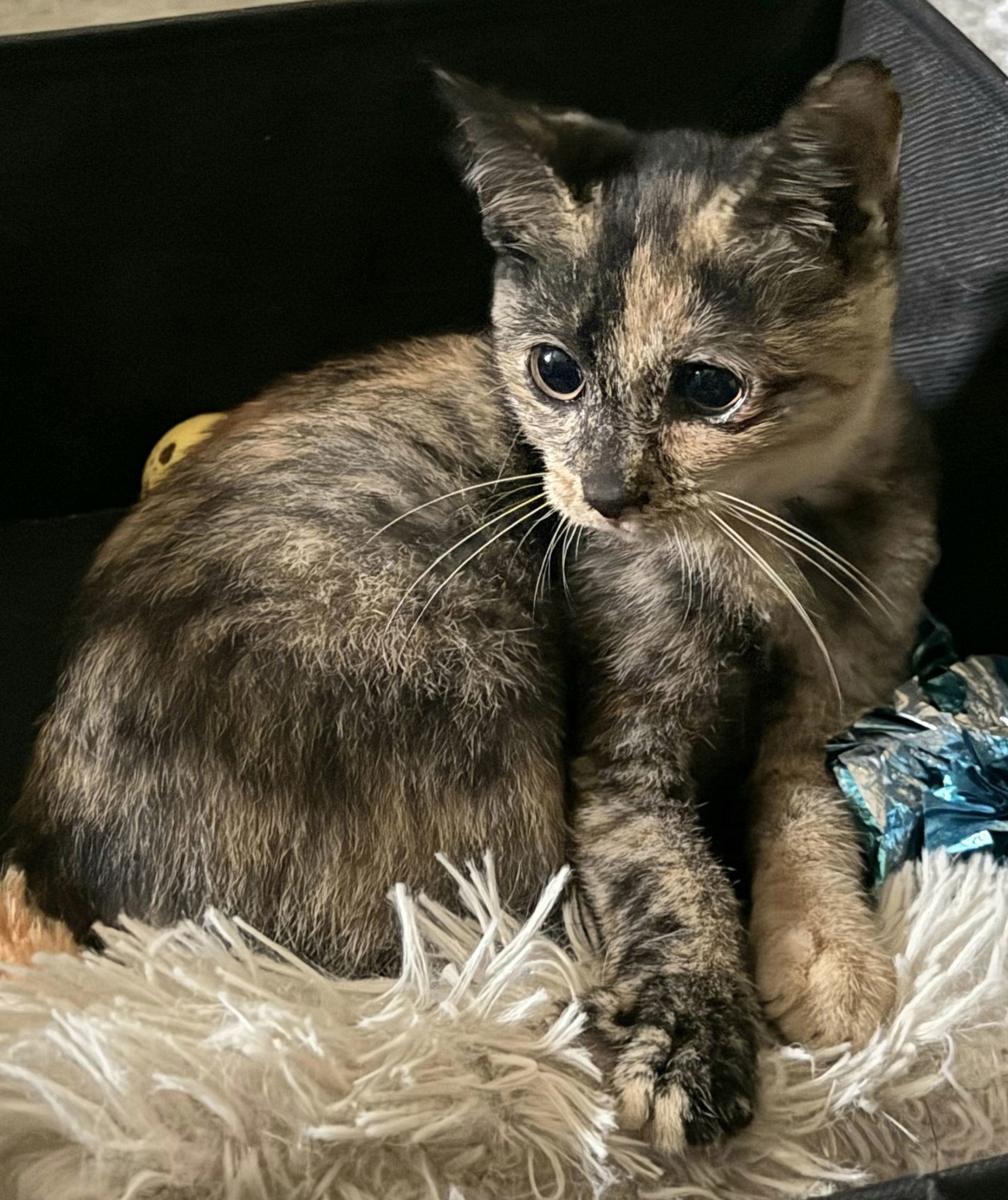 KITTEN ITTY BITTY KITTY