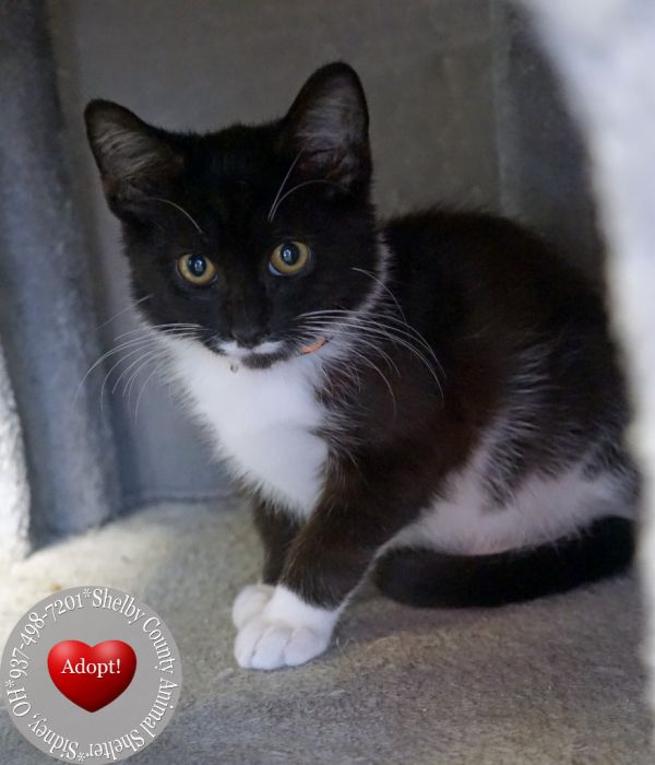 Obsidian thumbnail 2