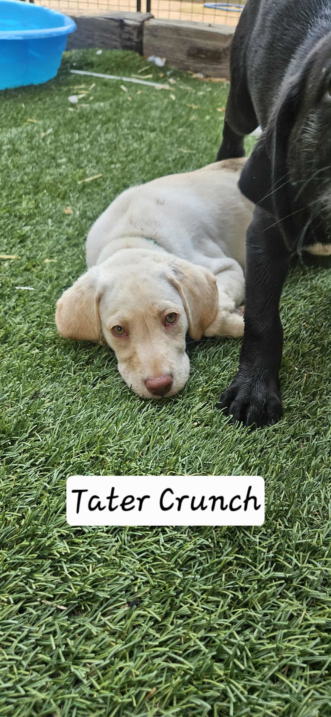 Tater Crunch