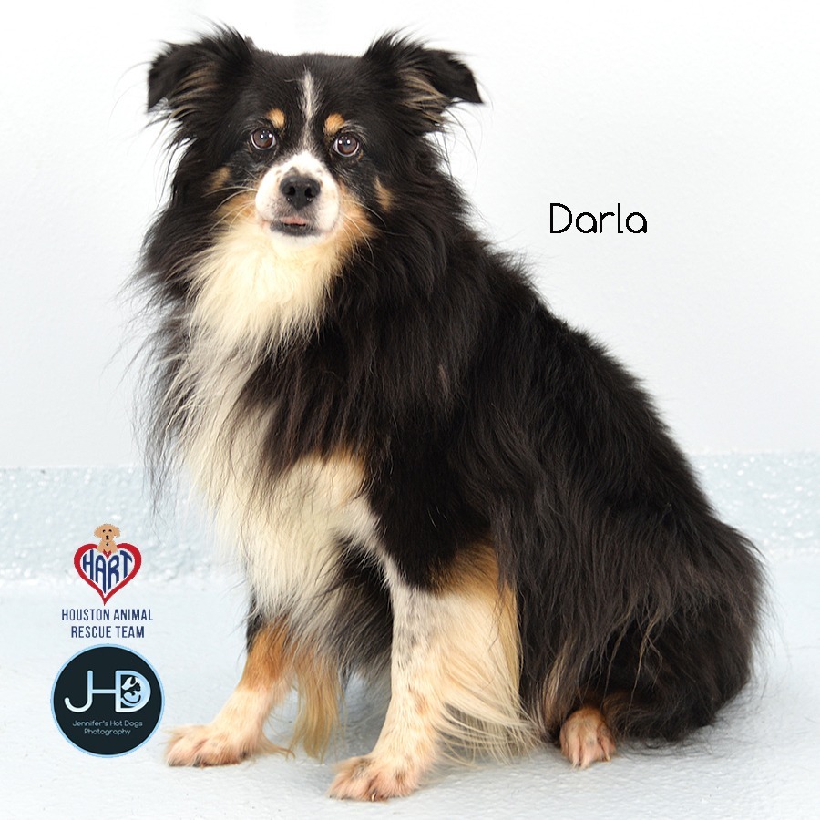 Darla, an adoptable Affenpinscher in Hockley, TX, 77447 | Photo Image 1