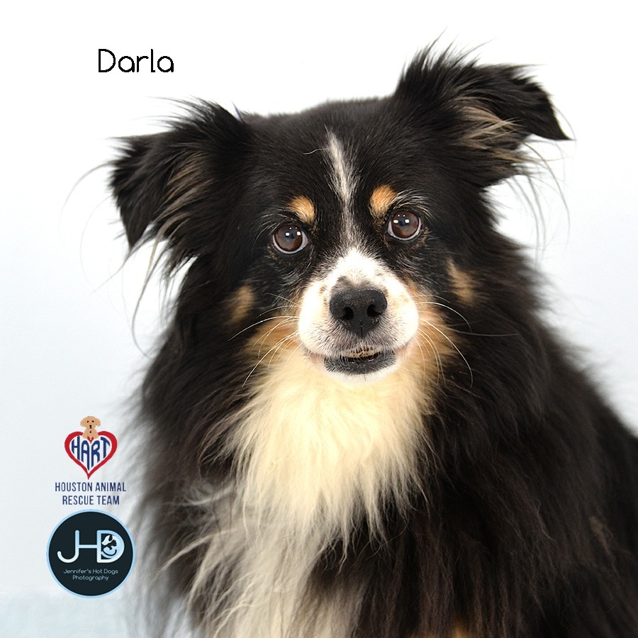 Darla, an adoptable Affenpinscher in Hockley, TX, 77447 | Photo Image 2