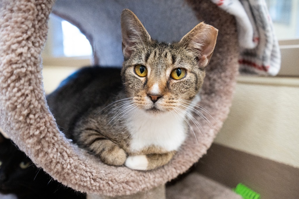 Honeycomb (158) *Sponsored Adoption