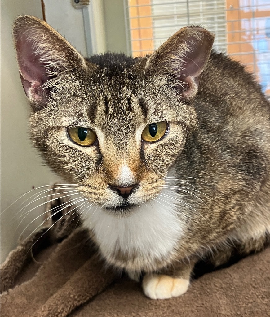 Honeycomb (158) *Sponsored Adoption