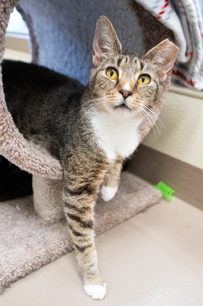 Honeycomb (158) *Sponsored Adoption