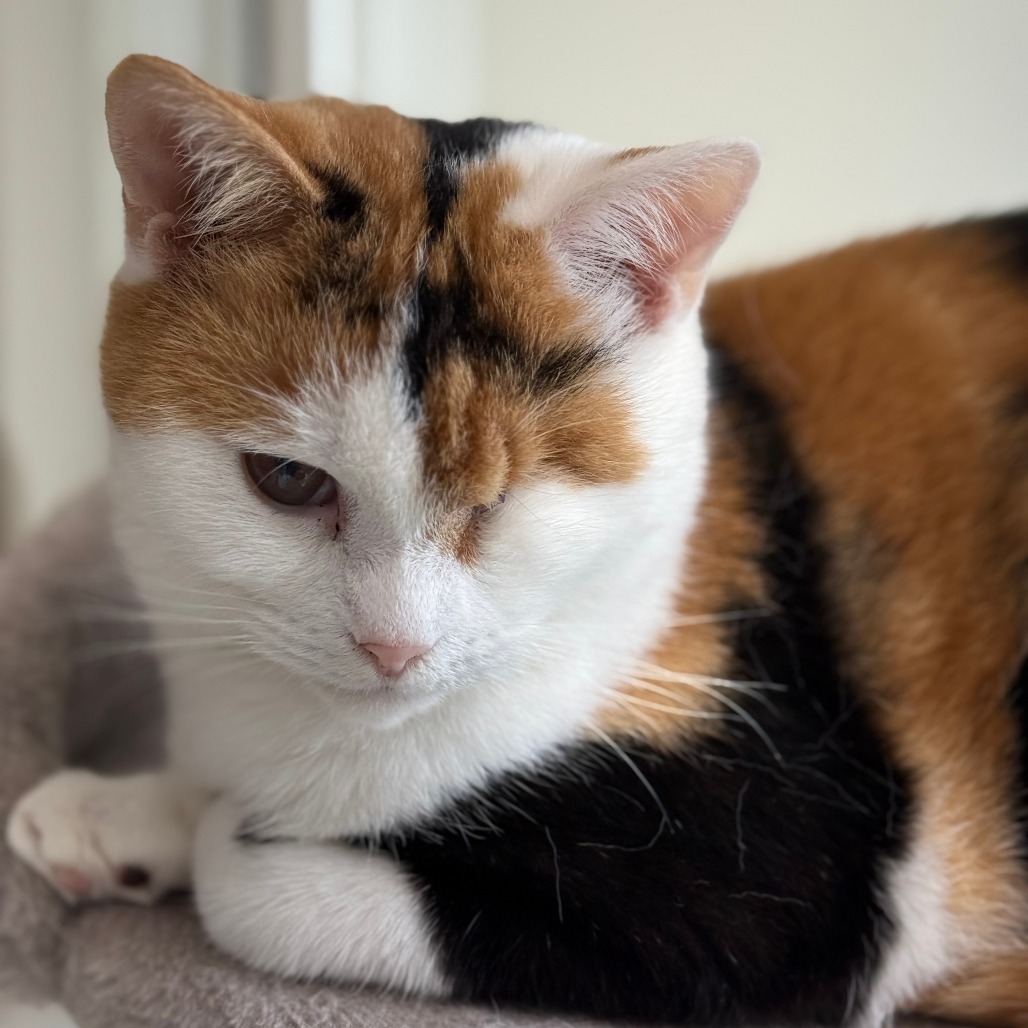 Lime, an adoptable Domestic Short Hair in Thomaston, ME, 04861 | Photo Image 1