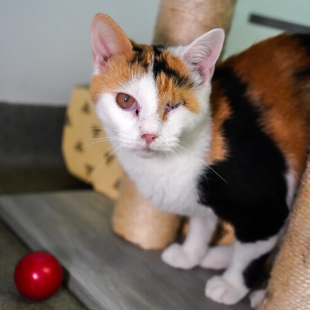 Lime, an adoptable Domestic Short Hair in Thomaston, ME, 04861 | Photo Image 2
