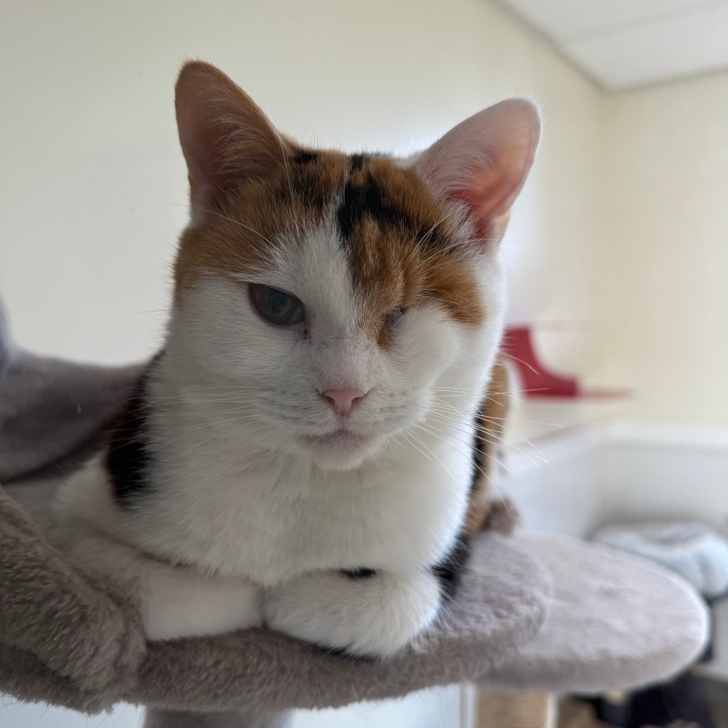 Lime, an adoptable Domestic Short Hair in Thomaston, ME, 04861 | Photo Image 3