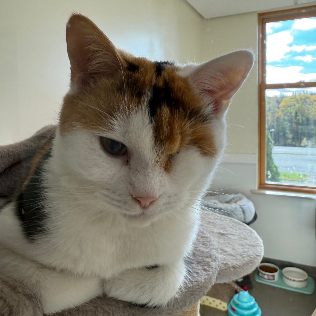 Lime, an adoptable Domestic Short Hair in Thomaston, ME, 04861 | Photo Image 4