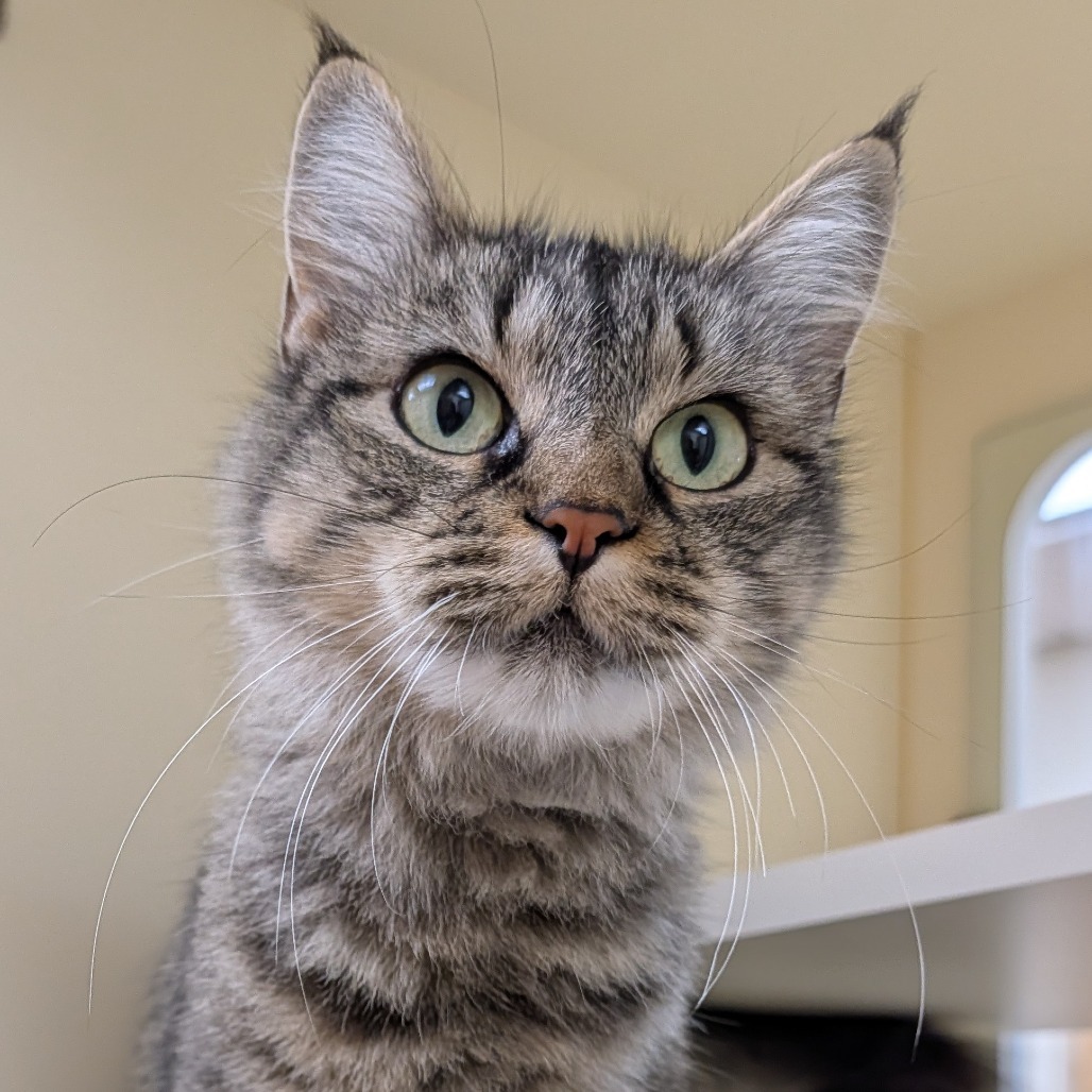 Chloe, an adoptable Domestic Medium Hair in Thomaston, ME, 04861 | Photo Image 1