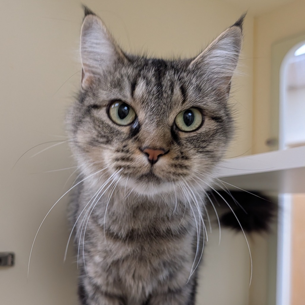 Chloe, an adoptable Domestic Medium Hair in Thomaston, ME, 04861 | Photo Image 2