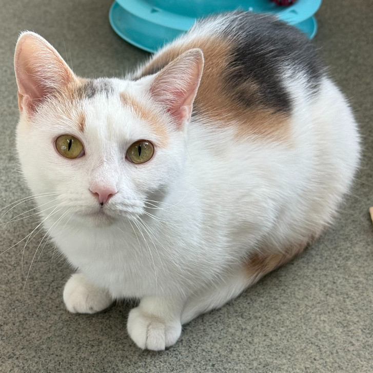 Lemon, an adoptable Domestic Short Hair in Thomaston, ME, 04861 | Photo Image 1