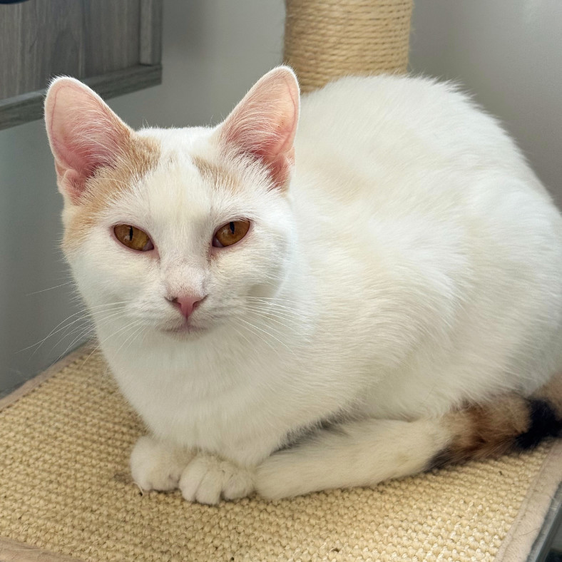 Tangerine, an adoptable Domestic Short Hair in Thomaston, ME, 04861 | Photo Image 1