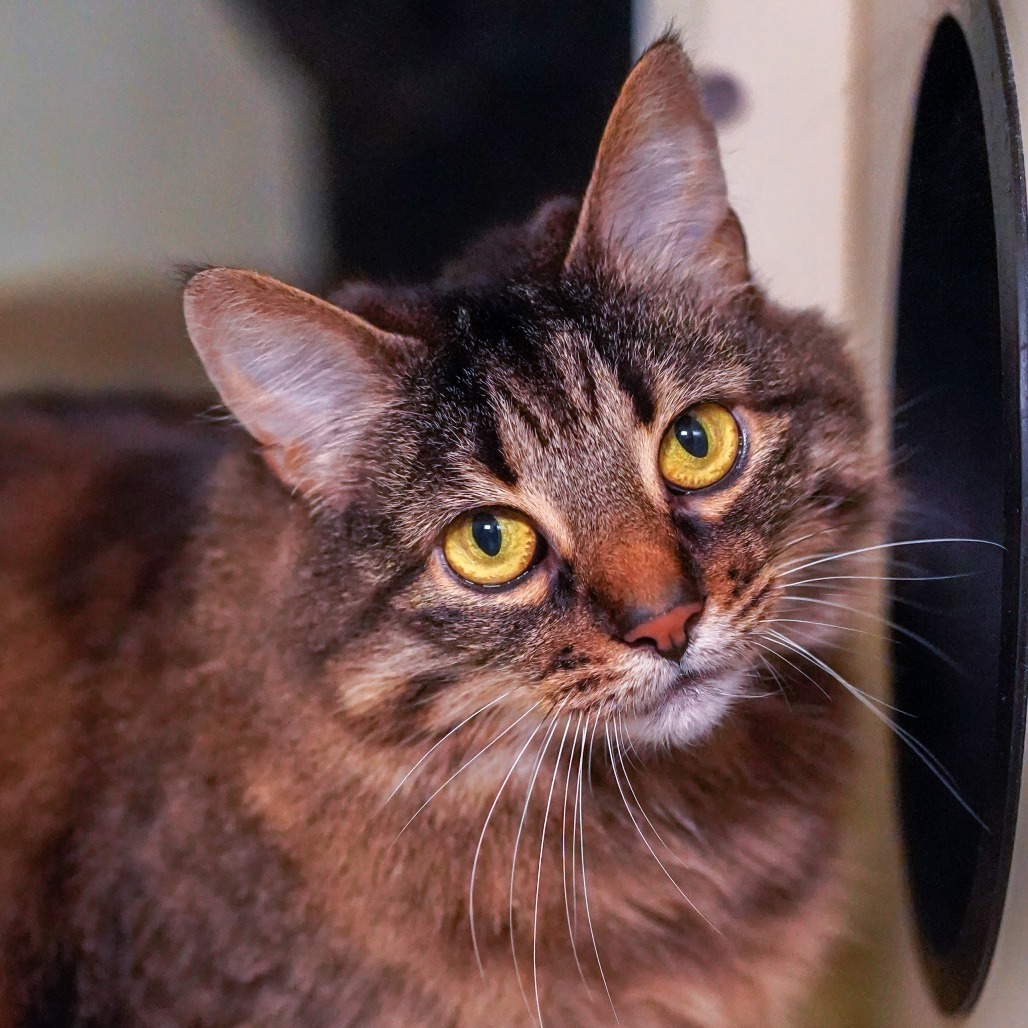 Sophie, an adoptable Domestic Medium Hair in Thomaston, ME, 04861 | Photo Image 1
