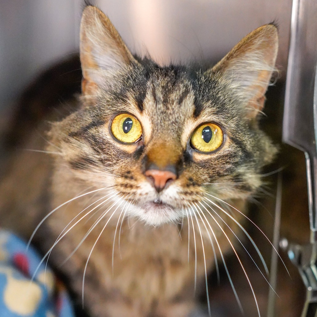 Sophie, an adoptable Domestic Medium Hair in Thomaston, ME, 04861 | Photo Image 2