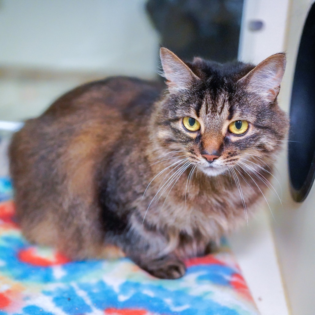 Sophie, an adoptable Domestic Medium Hair in Thomaston, ME, 04861 | Photo Image 3