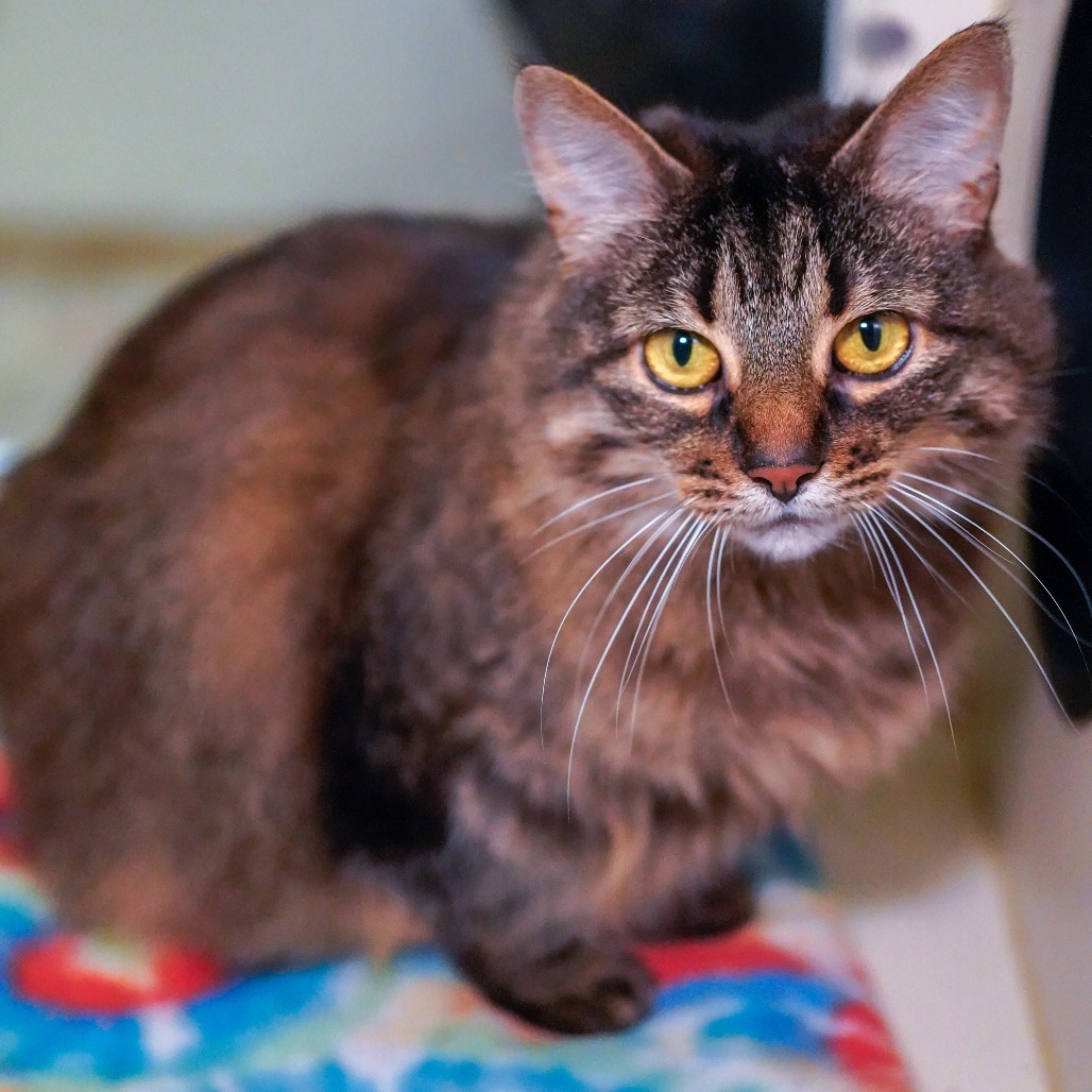 Sophie, an adoptable Domestic Medium Hair in Thomaston, ME, 04861 | Photo Image 4