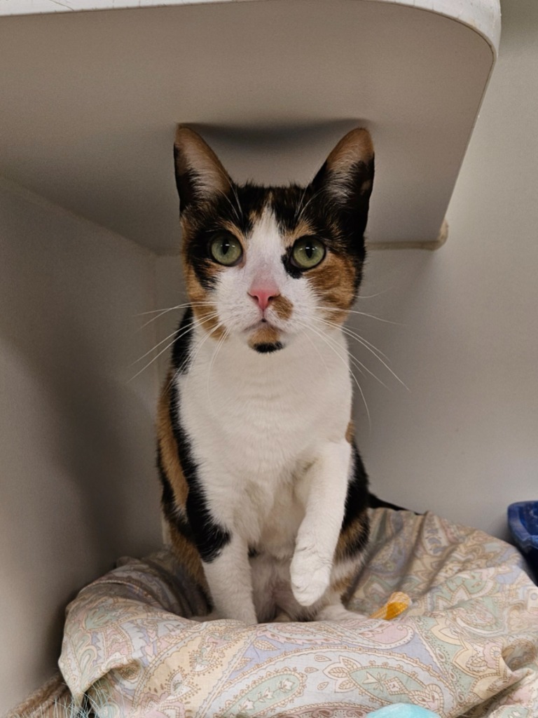 Leaf/Calliope (e fairview)