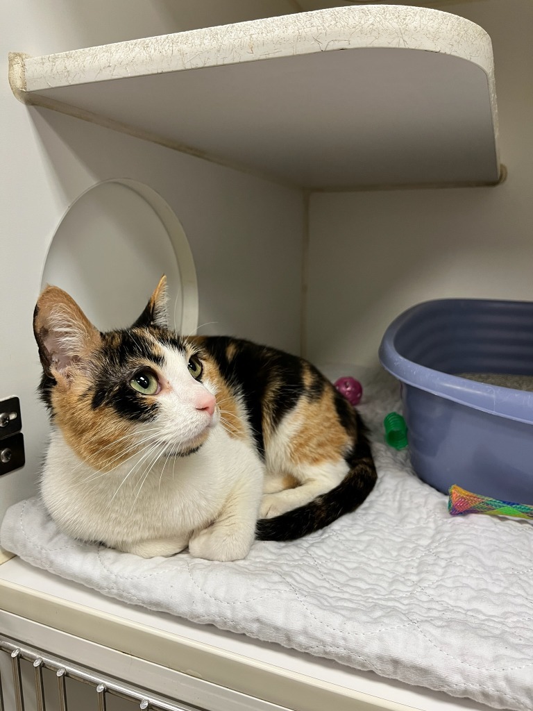 Leaf/Calliope (e fairview)