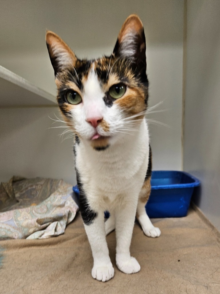 Leaf/Calliope (e fairview)