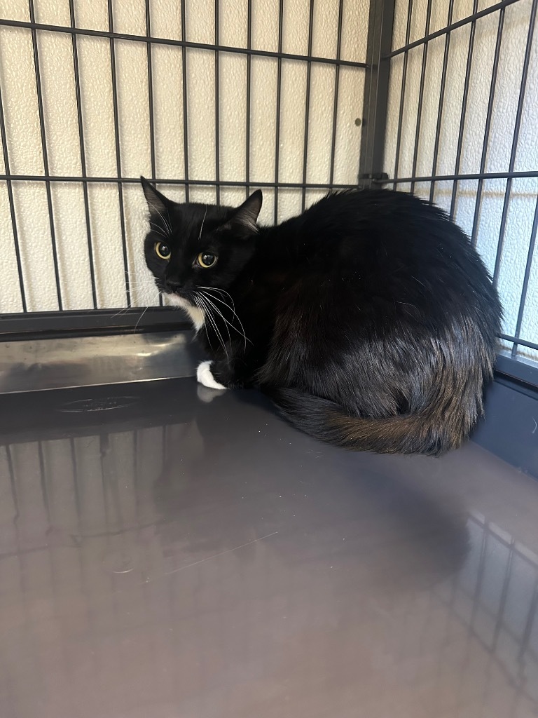 Zinnia, an adoptable Domestic Short Hair in Rock Springs, WY, 82901 | Photo Image 2