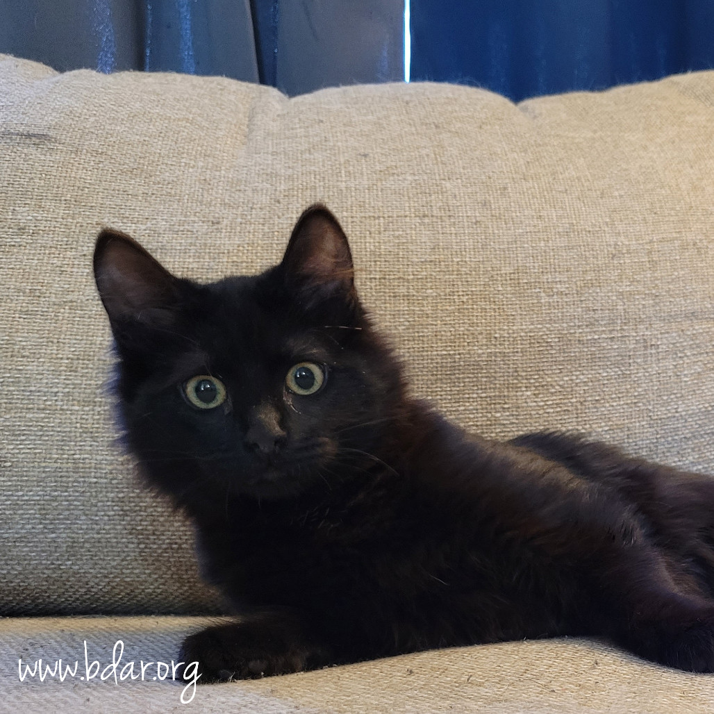 Steve, an adoptable Domestic Medium Hair in Cheyenne, WY, 82009 | Photo Image 1