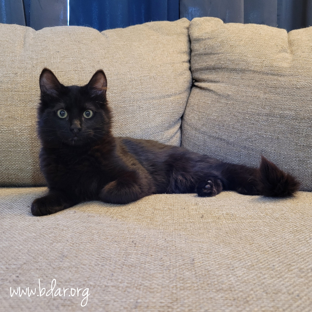 Steve, an adoptable Domestic Medium Hair in Cheyenne, WY, 82009 | Photo Image 2