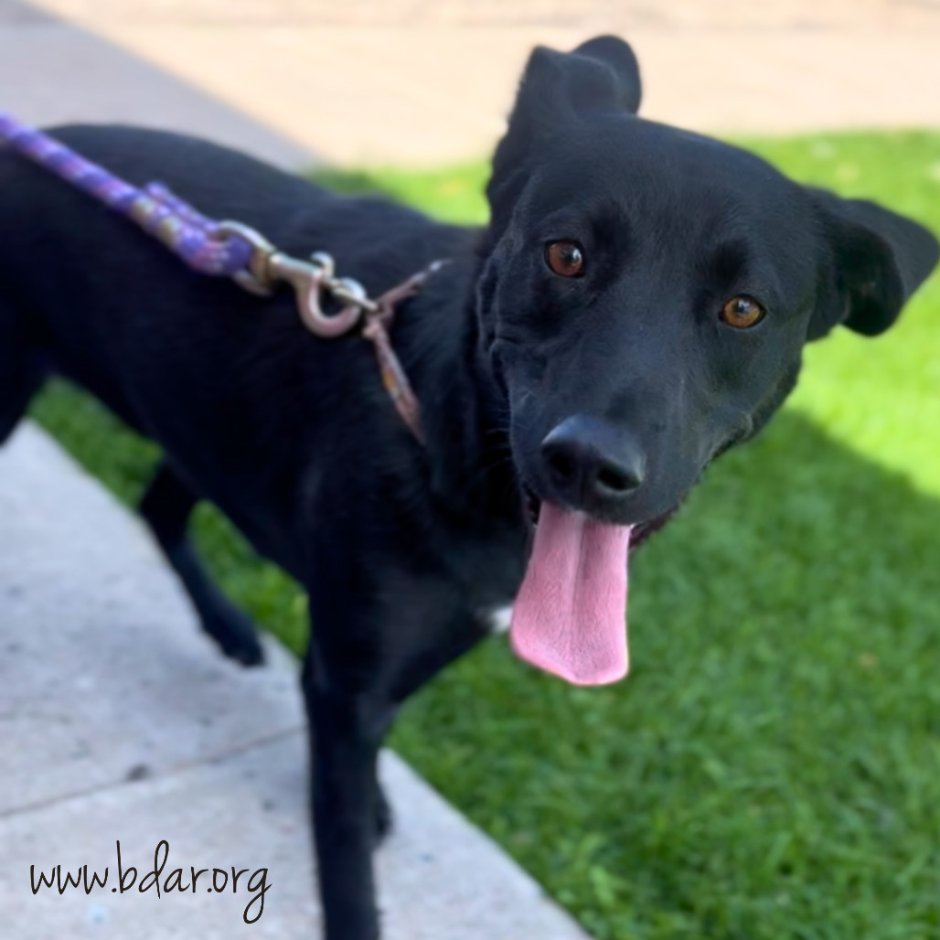 Bear, an adoptable Black Labrador Retriever, Mixed Breed in Cheyenne, WY, 82009 | Photo Image 1