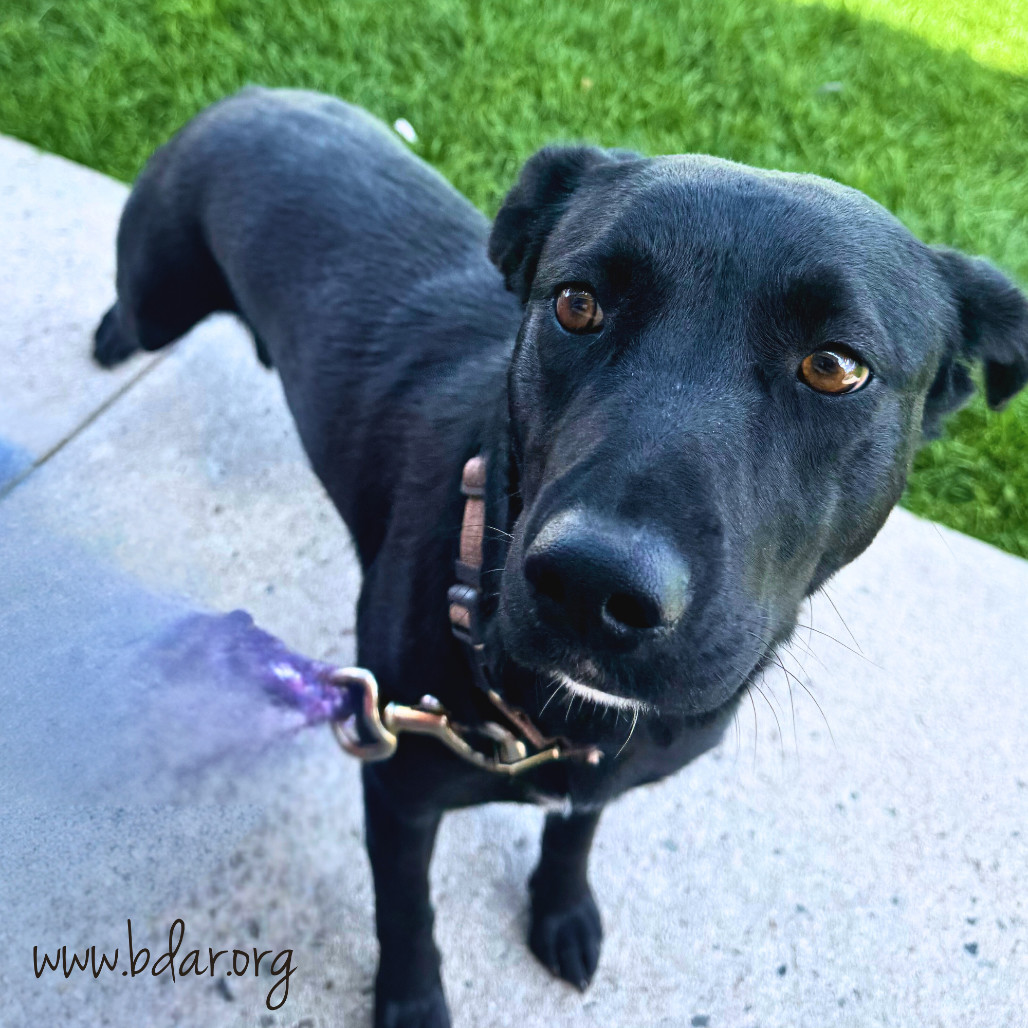Bear, an adoptable Black Labrador Retriever, Mixed Breed in Cheyenne, WY, 82009 | Photo Image 2