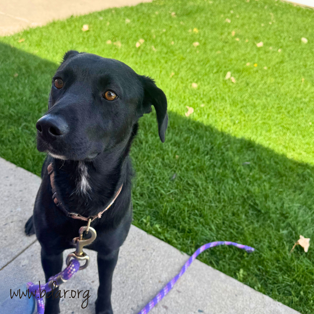 Bear, an adoptable Black Labrador Retriever, Mixed Breed in Cheyenne, WY, 82009 | Photo Image 3