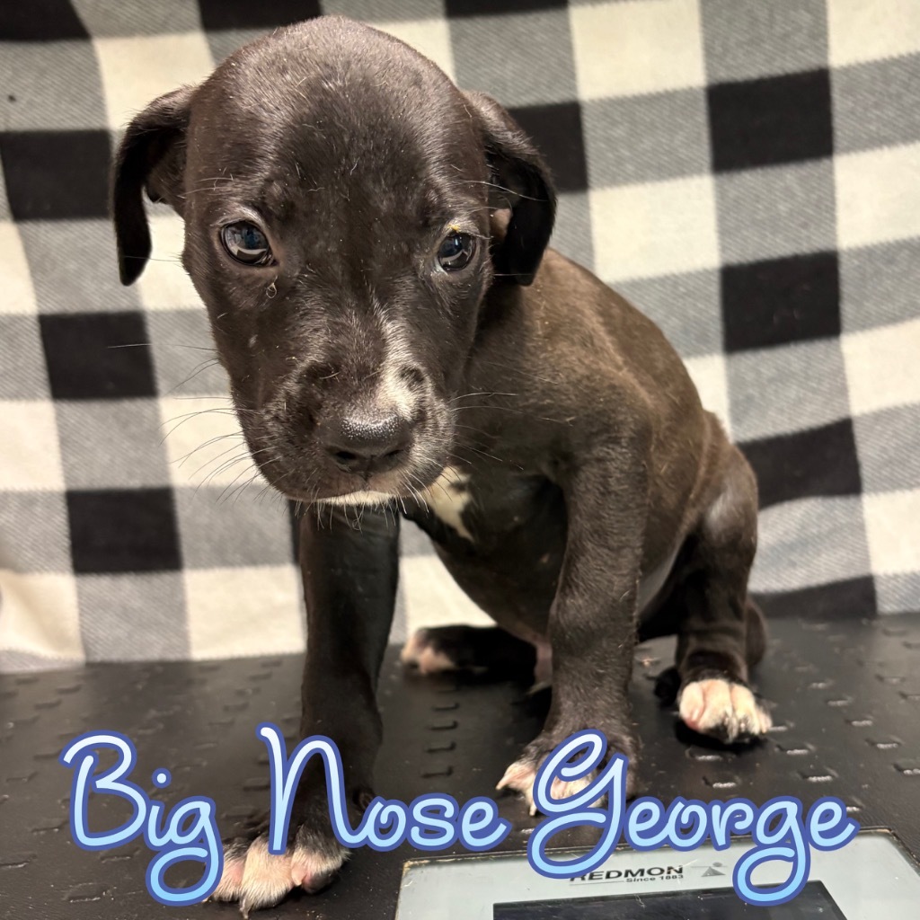 Big Nose George