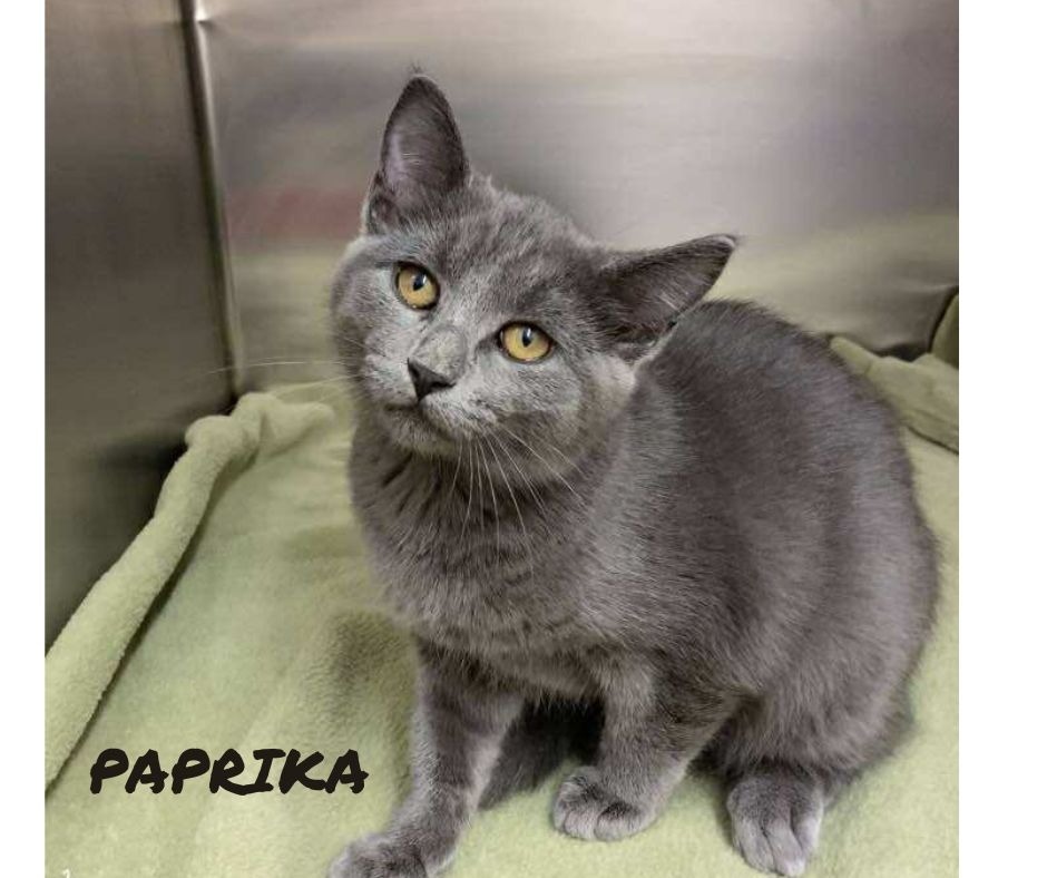 Paprika