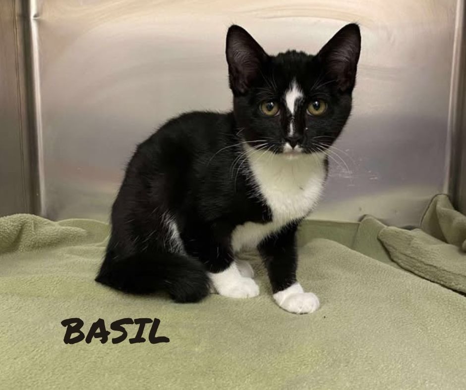 Basil