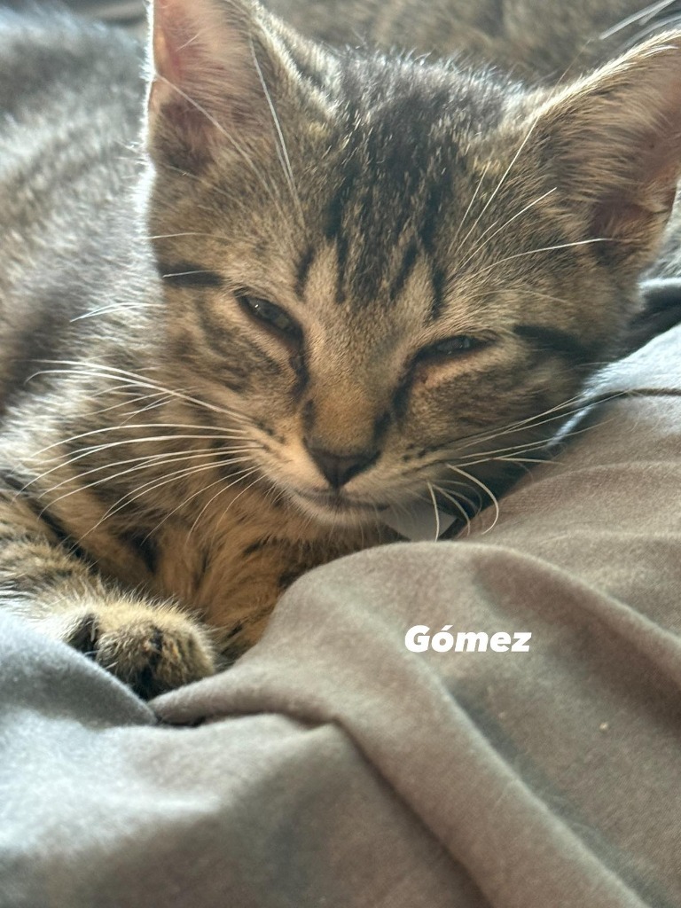 Gomez