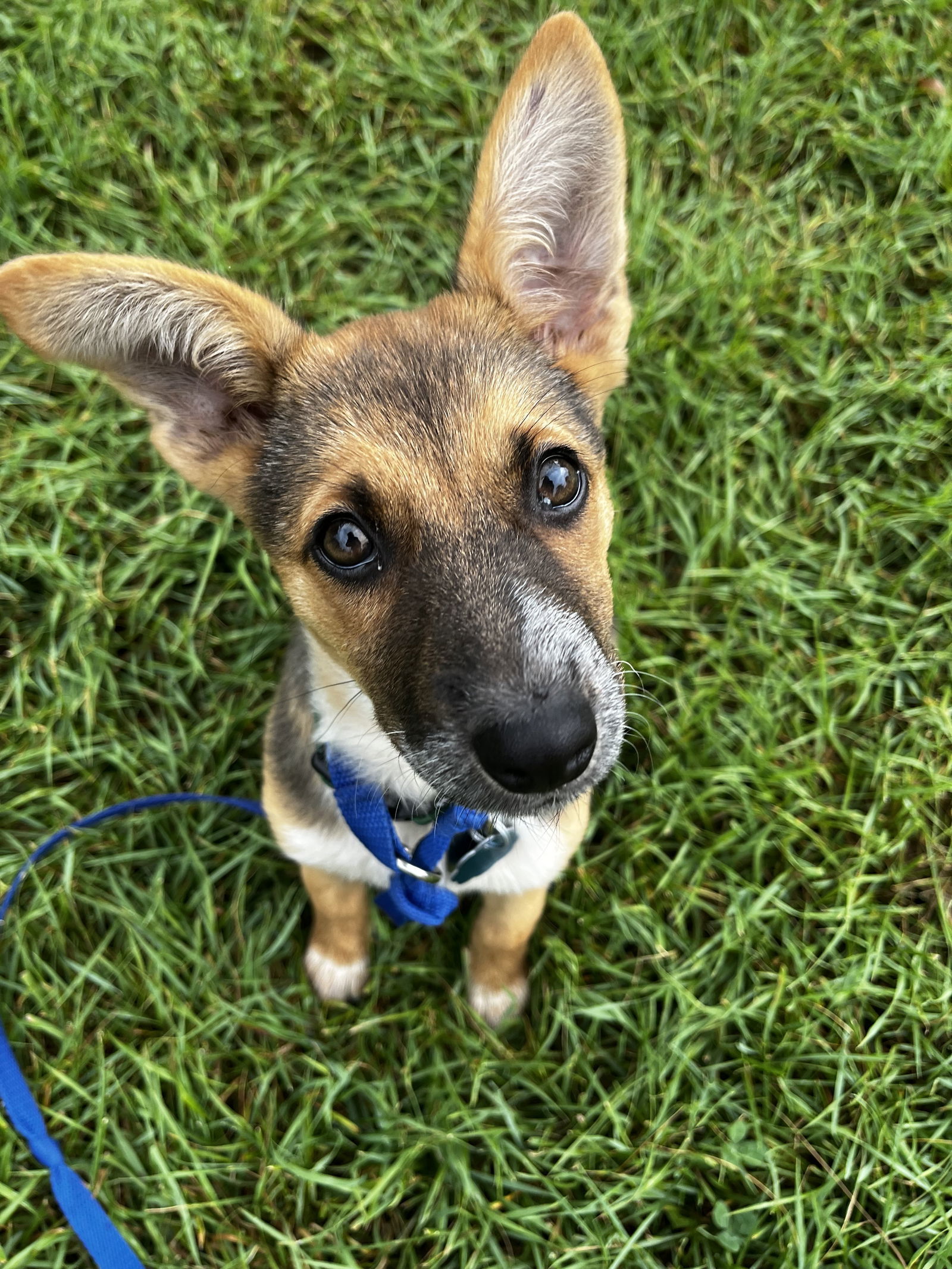 Ralphie avail after 10/3