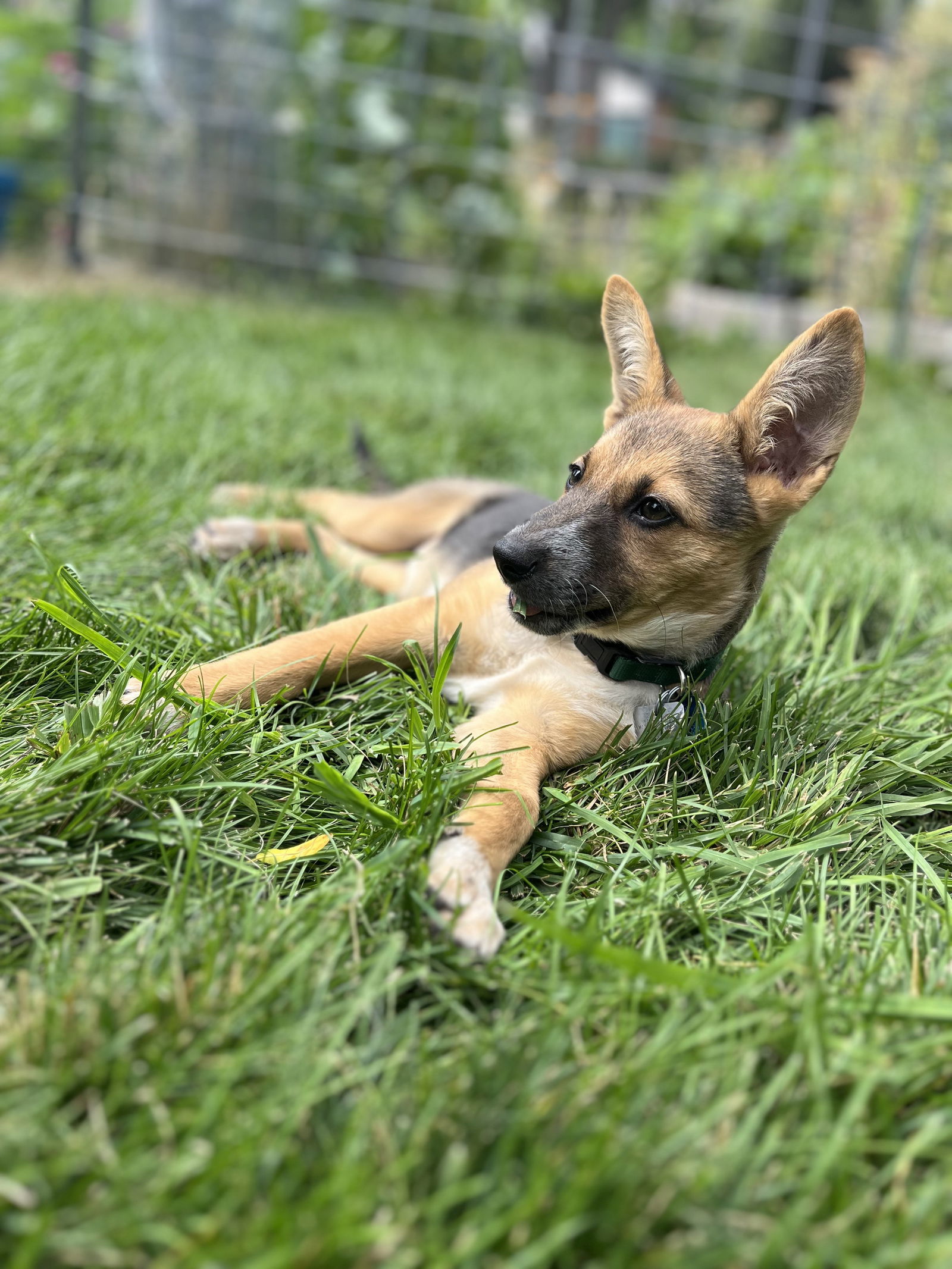 Ralphie avail after 10/3