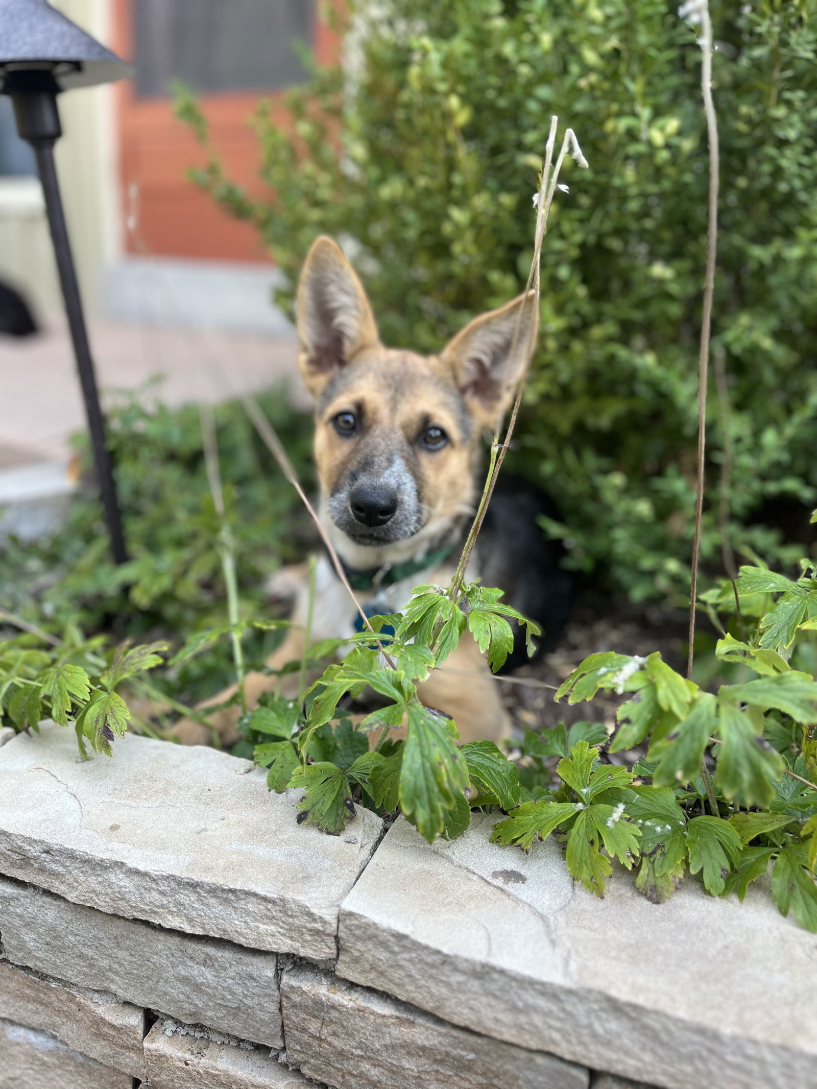 Ralphie avail after 10/3