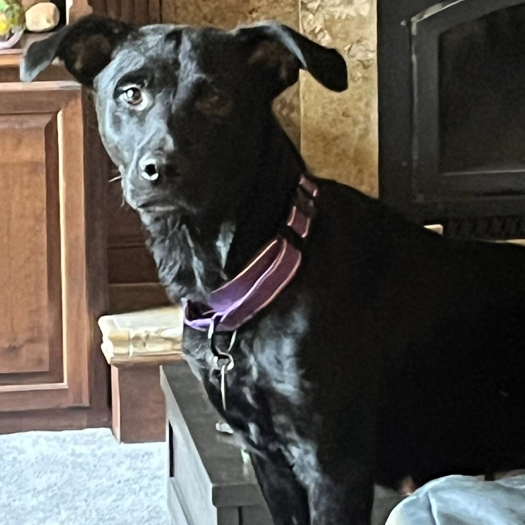 Jolene