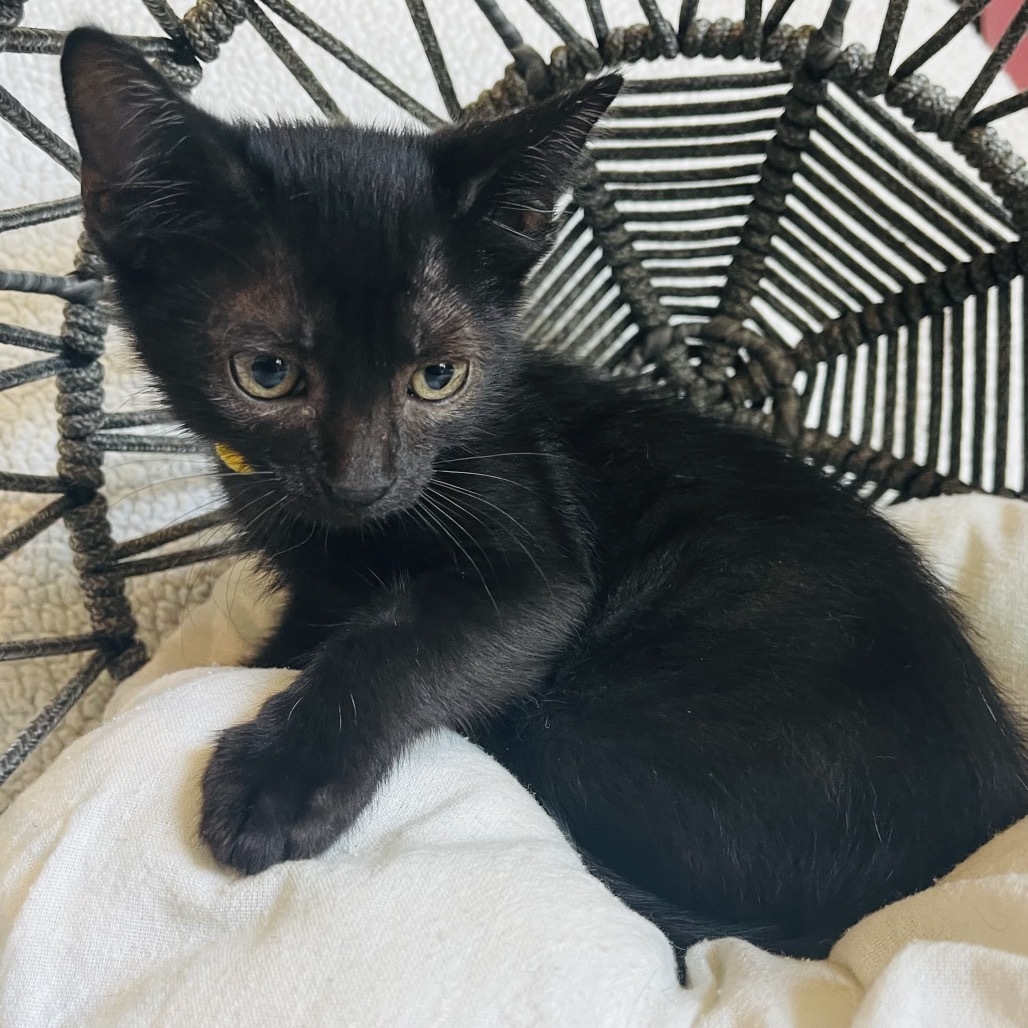 Tizzy (Yellow Collar)