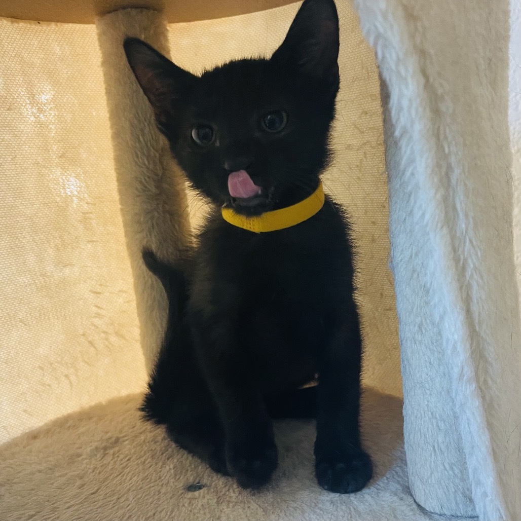 Tizzy (Yellow Collar)