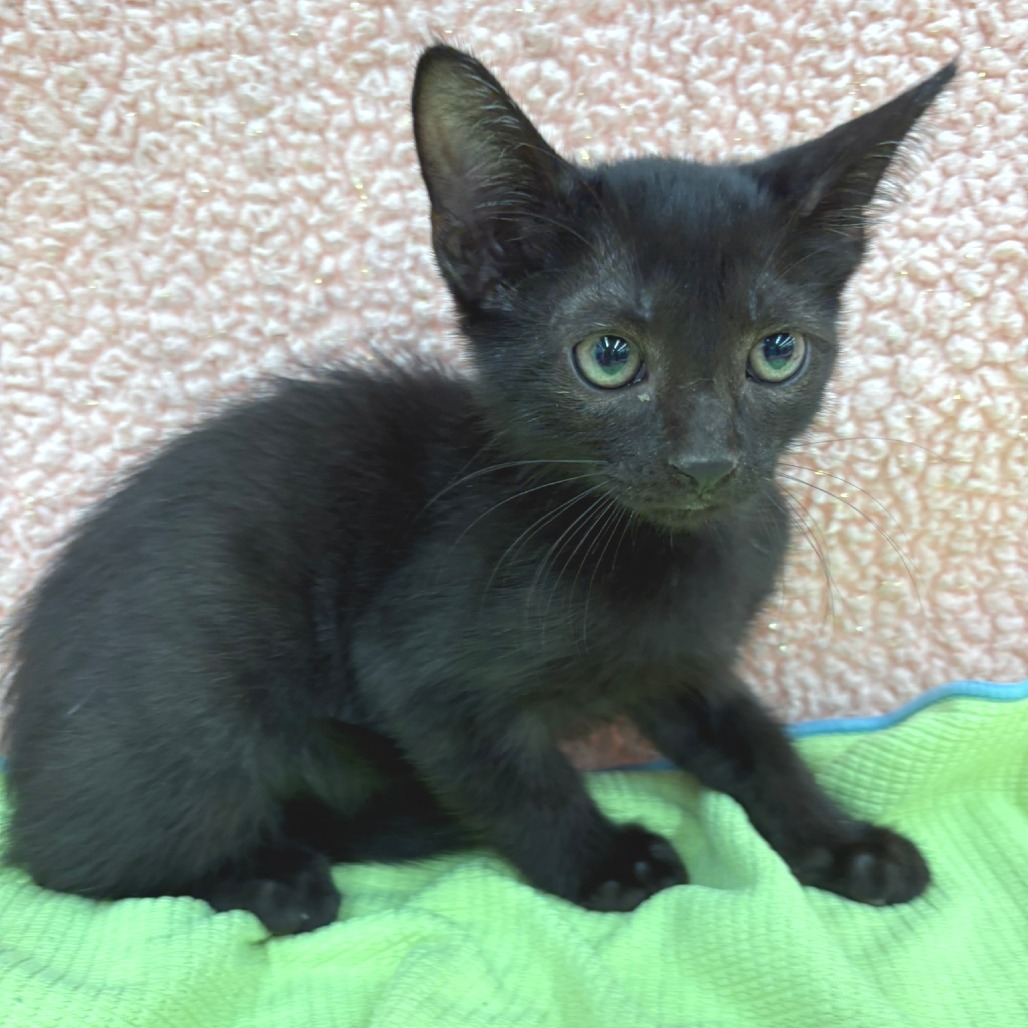 Tizzy (Yellow Collar)