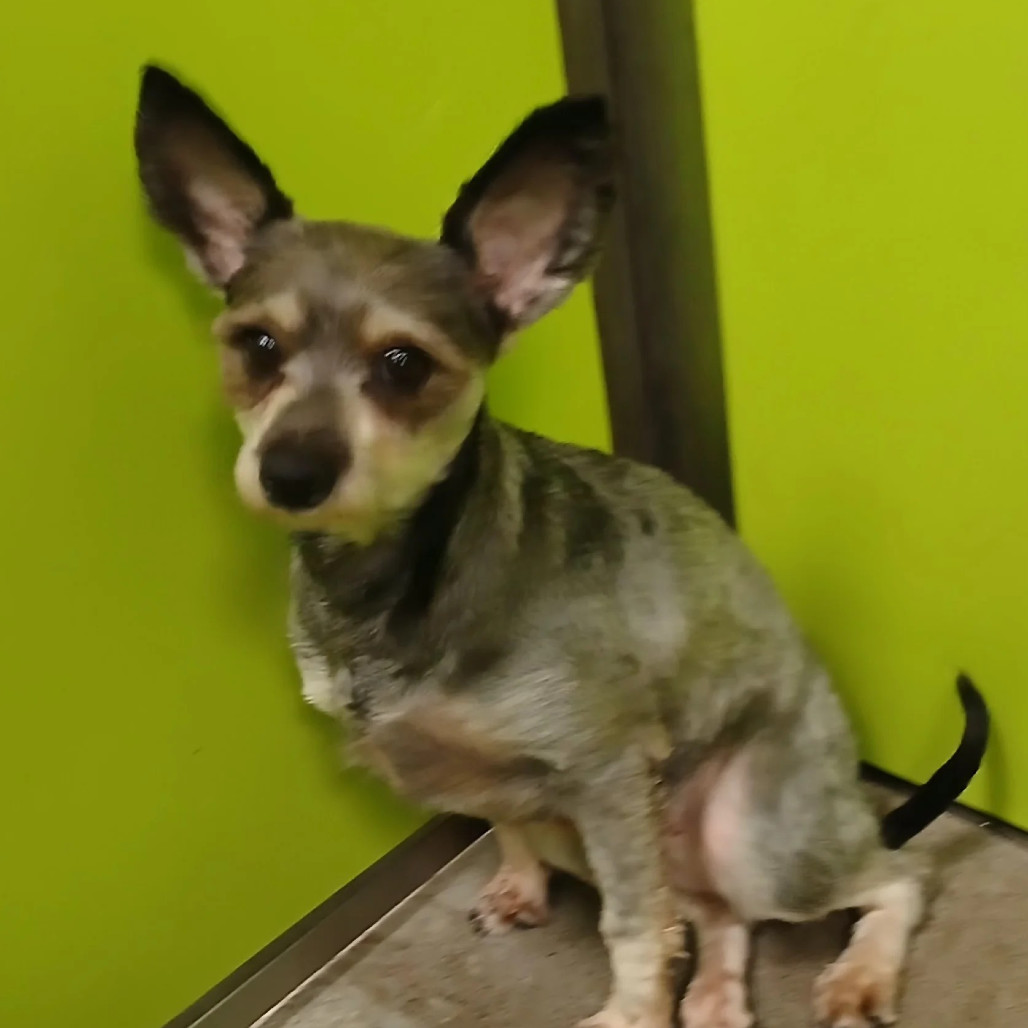 Madeline, an adoptable Schnauzer, Mixed Breed in Spokane, WA, 99202 | Photo Image 1