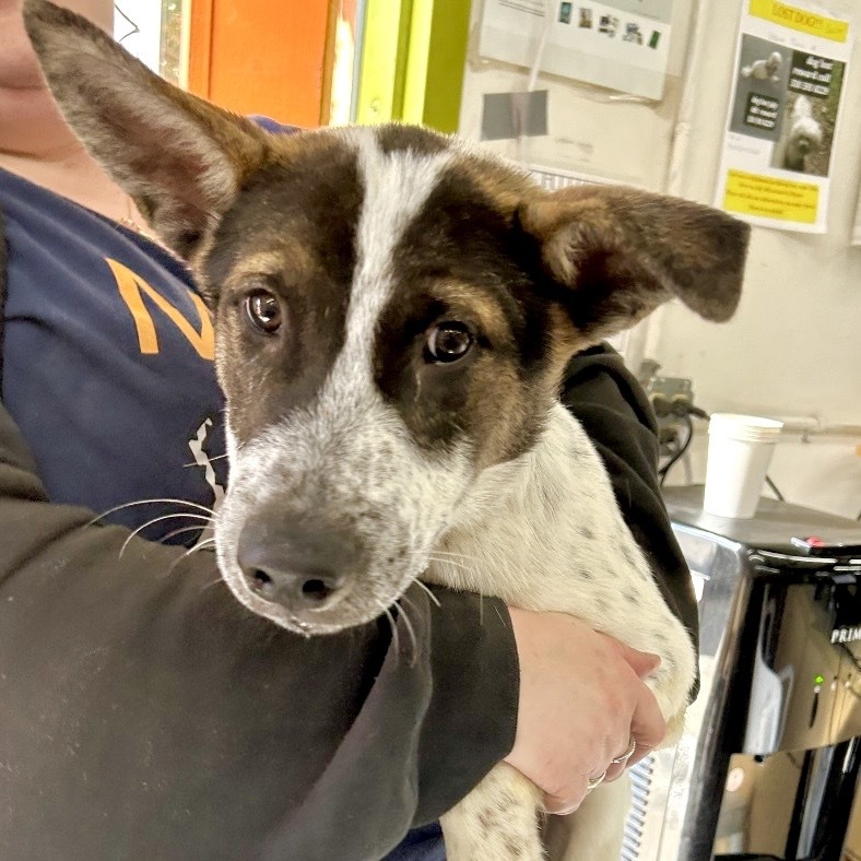 YAM, an adoptable McNab, Mixed Breed in Point Richmond, CA, 94801 | Photo Image 2